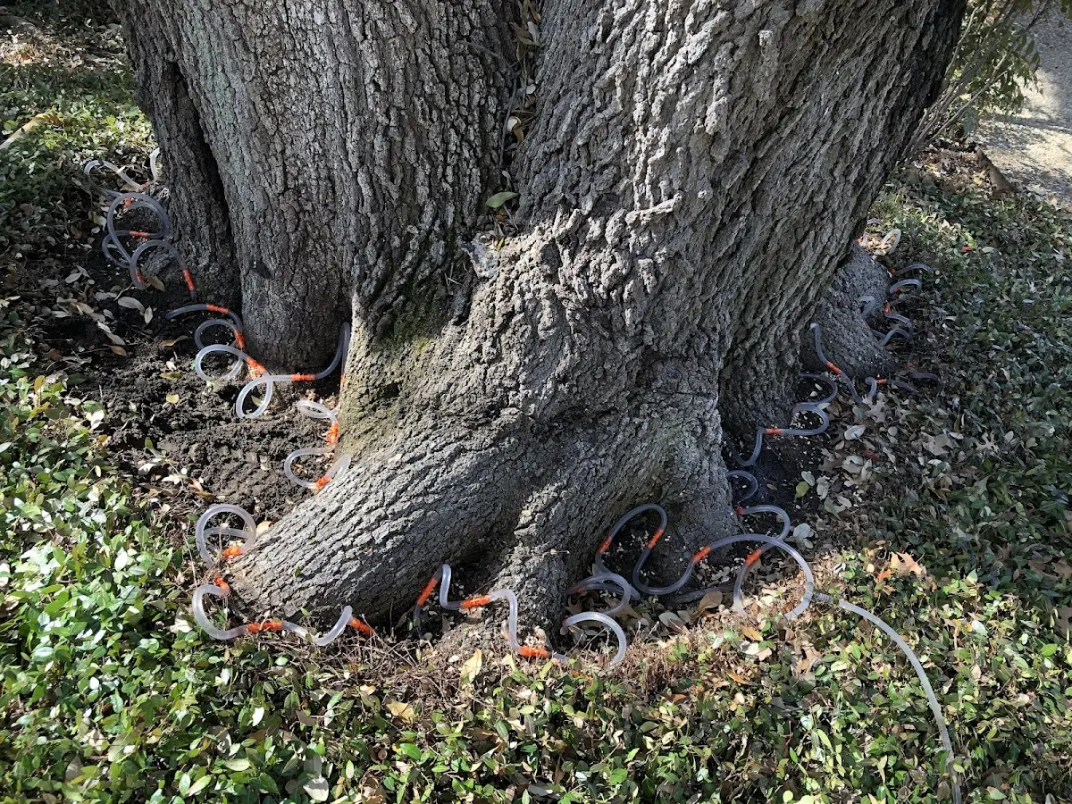 Detailed Tree Cabling and Bracing job site in South Carver