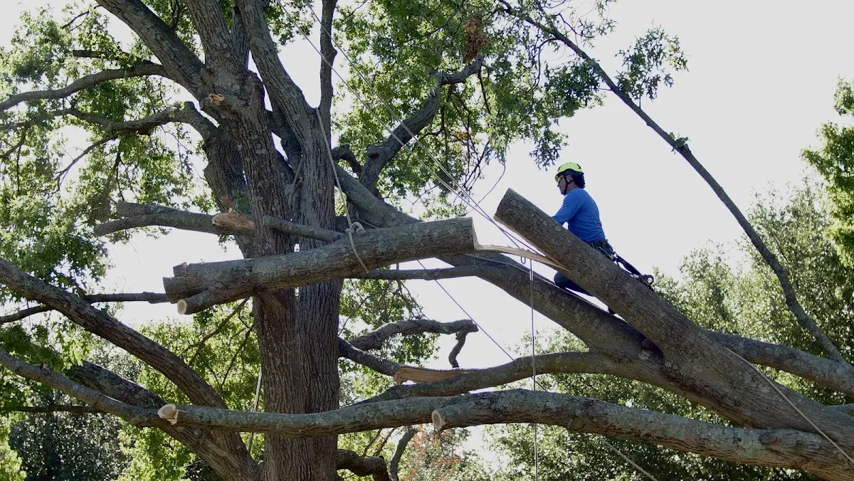 Professional Crown Thinning performed by certified arborists in South Carver