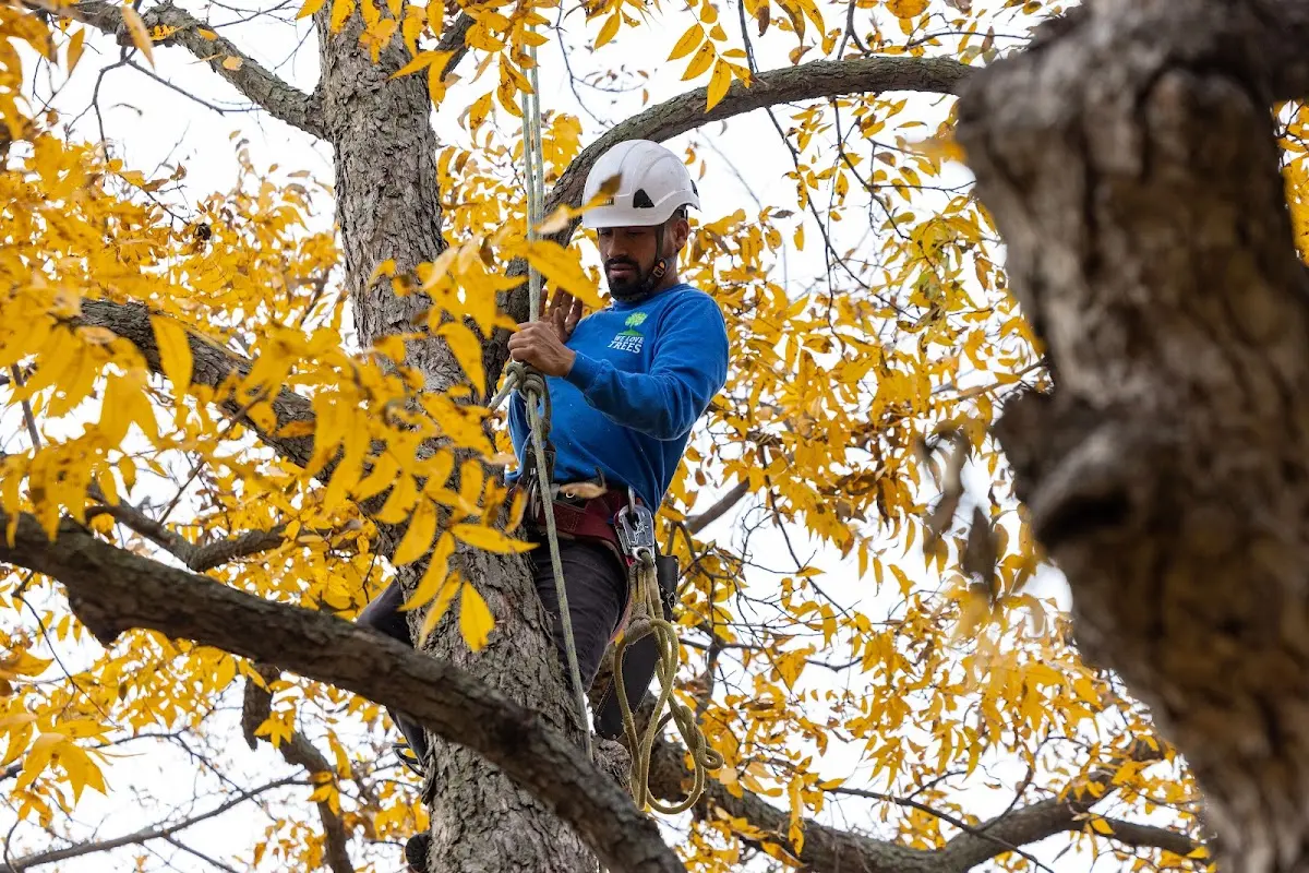 Skilled Tree Pruning crew working in South Carver